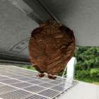 和気郡和気町　蜂駆除は「あつたや」にお任せ！！和気町　車屋　モーターショップ安本